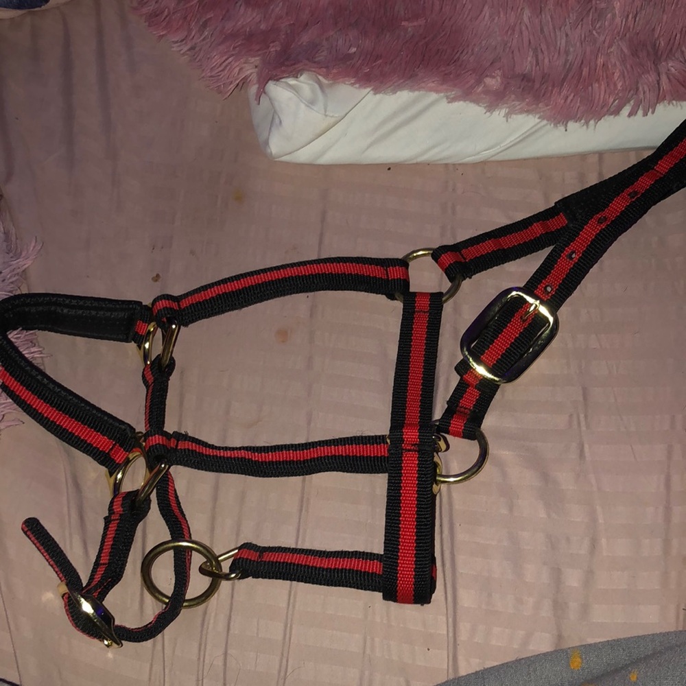 horse halter
